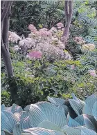  ??  ?? In the garden, meadow-rue has frothy blooms on long stems.