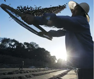  ?? NELSON ALMEIDA / AFP / GETTY IMAGES FILES ?? A worker dries coffee beans in Brazil. Just like oil producers, which have faced depressed prices since OPEC began locking horns with shale producers in 2014, arabica-coffee growers will have to adapt.