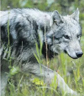  ?? MIKE DREW ?? A young wolf trots among the trees near the Muleshoe picnic area in Banff National Park recently.