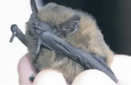  ??  ?? A female Pipistrell­us