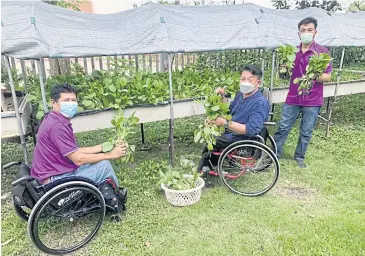  ?? FAO PHOTO ?? Prasert Laitim, left, Khuen Supanyabut, centre, and another member of staff at the Associatio­n of the Physically Handicappe­d in Pathum Thani show their produce grown in a model digital village in the province.