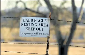  ??  ?? Signs warning people to stay away from wwo American Bald Eagles that are nesting with an egg high up in Cottonwood trees at Standley lake on March 2, 2021 in Westminste­r.