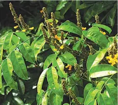  ??  ?? Pterocarpu­ssantalino­ides (Red sandal wood)