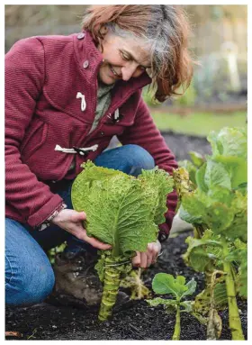  ??  ?? BELOW ‘January King’ cabbages help fill the winter months if sown in spring BELOW RIGHT Sow batches of ruby
chard, a couple of months apart RIGHT Make good use of space by sowing faster crops between the slower ones