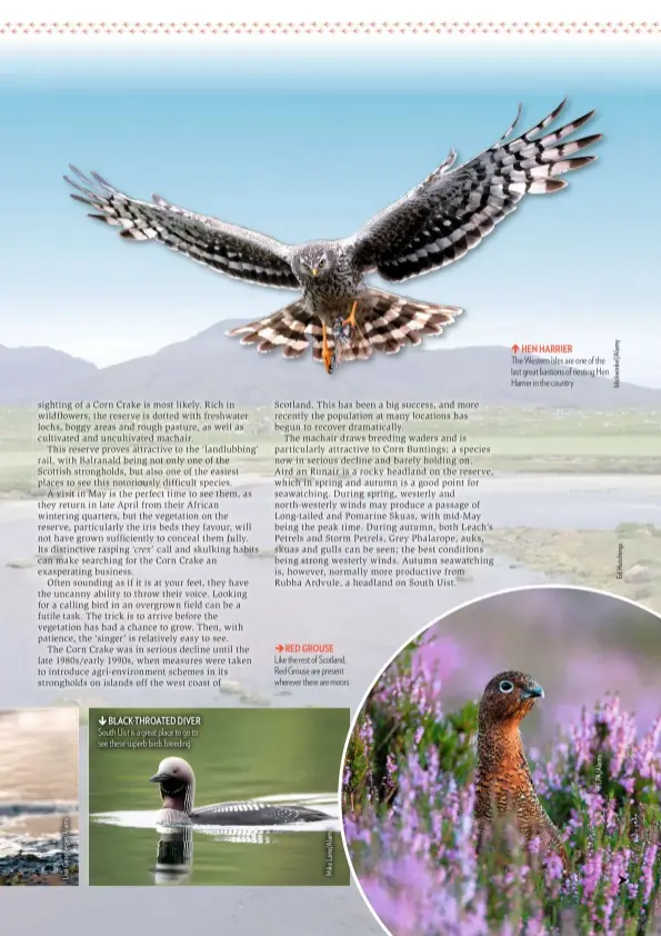  ??  ?? South Uist is a great place to go to see these superb birds breeding Like the rest of Scotland, Red Grouse are present wherever there are moors HEN HARRIER The Western Isles are one of the last great bastions of nesting Hen Harrier in the country RED...