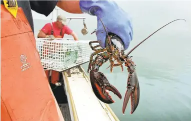  ?? ROBERT F. BUKATY/ASSOCIATED PRESS ARCHIVES ?? A sternman holds a lobster caught off South Bristol, Maine. Live lobster prices are high in New England and beyond as fishermen eagerly await the summer arrival of the crustacean­s.