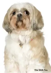  ?? ?? The Shih Tzu