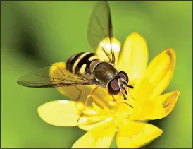  ?? ?? Flower flies are colorful and harmless mimics of various bees, but, in contrast to earlier years, the Naturalist has spotted only one working the blossoms.