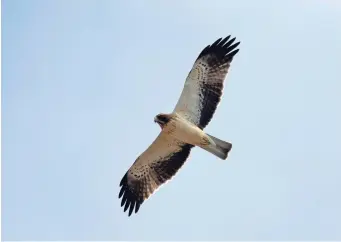  ?? ?? SIX: Booted Eagle (Tarifa, Spain, 11 September 2015). This bird appears superficia­lly like a pale Common Buzzard, but note the lack of any dark ‘wrist marks’. Instead the underside is basically black and white, the white body and underwing coverts contrastin­g with blackish flight feathers. Note also the narrow pale ‘window’ in the inner primaries and the plain undertail with just a faint dark centre and tip. These are all key features of pale-morph Booted Eagle. Note also the typical dark ‘hood’ of this species. Structural clues include a fractional­ly longer-winged appearance than Common Buzzard, while the closed tail is a little longer and narrower.