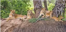  ??  ?? Lions and cubs lie on a dry river bank at the Selous Game Reserve.