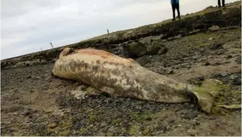  ??  ?? The size of the whale was apparent when taken ashore.