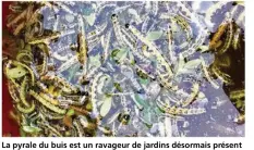  ??  ?? La pyrale du buis est un ravageur de jardins désormais présent dans toutes les régions de France.