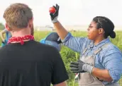  ?? Kin Man Hui / Staff photograph­er ?? Angela McDermott, garden engagement coordinato­r, shows volunteers what to look for in a tomato.