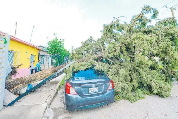  ?? FOTOS: GERARDO AGUIRRE ?? Sobre un vehículo cayó un árbol en las calles J. J. Calvo y calle 22a