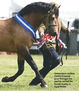  ??  ?? Connemara stallion Castle Emperor goes through the card to secure his fourth Cuddy inhand ticket