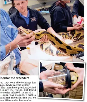  ??  ?? Large scale operation: Vets at Columbus Zoo prepare Hanna for her scan. Right: She is anaestheti­sed for the procedure