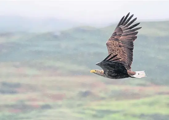  ??  ?? FORCE OF NATURE: The white-tailed sea eagle has developed a talismanic status. But it’s also come into conflict with landowners.