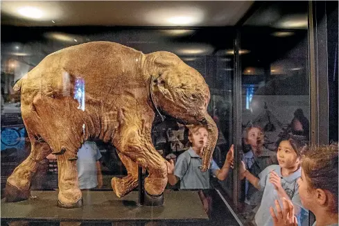  ??  ?? Baby Lyuba, the world’s bestpreser­ved woolly mammoth, is the centrepiec­e of a new exhibit at the Australian Museum in Sydney.