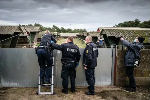  ?? ?? Thorbjørn Jepsen ville ikke have besøg af politiet på sin minkfarm i Gjøl. De måtte derfor selv skabe vej ind til at aflive mink den 9. oktober 2020. Arkivfoto: Mads Claus Rasmussen/Ritzau Scanpix