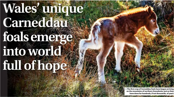  ?? ?? The first crop of Carneddau foals have begun arriving on the mountains of northern Snowdonia, just as they have done for hundreds, if not thousands, of years