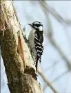  ??  ?? A female cardinal, left, a mourning dove, a chickadee and a downy woodpecker were spotted by Dawn Miles and Peter Coo on Saturday.