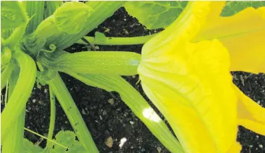  ??  ?? Female zucchini flowers have short stems with a bulge behind the flower that begins elongating into a fruit.