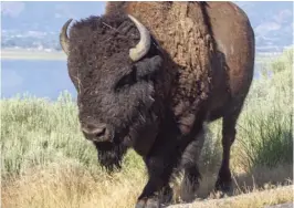  ?? Photo: Ed Helmick ?? An Antelope Island Buffalo