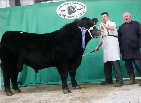  ??  ?? The 2nd highest price ot the Elite Angus Sale in Carrick on Shannon on Saturday Dec 9th was Owenmore Nick Bred by Anthony Scanlon, Carnaree, Ballymote, and shown by Bernard Kerins. This Bull was the All Ireland Champion in Strokestow­n in September &...