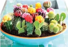  ??  ?? Miniature Cacti and succulent garden in ceramic container