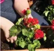  ??  ?? Remove geranium dead heads to encourage them to bloom again.