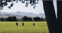  ?? KARL MONDON — BANG ARCHIVES ?? Farm workers tend fields east of Gilroy on June 27. Agricultur­al workers are at high risk of contractin­g COVID-19, according to a recent study.