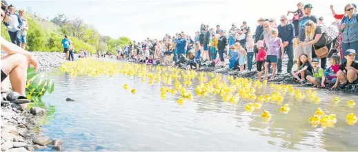  ?? Photo / Jackie Lowry Photograph­y ?? 1600 yellow ducks raced in the 25th annual duck race.