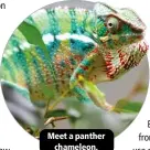  ?? ?? Meet a panther chameleon.