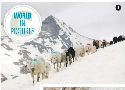  ?? Pictures: Reuters ?? Sheep from Maso Corto in Italy make their way in front of Hochjochfe­rner glacier in Tyrol, Austria. 1