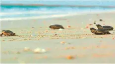  ?? Courtesy: Dubai Municipali­ty ?? Newly-hatched critically endangered hawksbill turtles dash to the sea at the Jebel Ali Wetland Sanctuary.