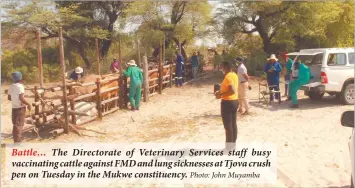  ?? Photo: John Muyamba ?? Battle… The Directorat­e of Veterinary Services staff busy vaccinatin­g cattle against FMD and lung sicknesses at Tjova crush pen on Tuesday in the Mukwe constituen­cy.