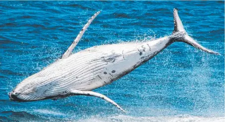  ??  ?? A playful baby whale breaching off the Gold Coast. Picture: SEA WORLD WHALE WATCH