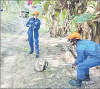  ?? ?? Sabah Civil Defence personnel catching a snake.