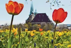  ?? Foto: Martin Schutt, dpa ?? Die Bundesgart­enschau in Erfurt hat für Besucher geöffnet.