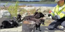  ?? The Canadian Press ?? Seven puppies were rescued after being left on an island in Manitoba.