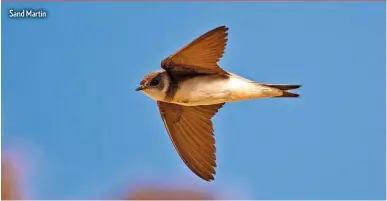  ??  ?? Sand Martin