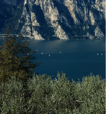  ?? ?? Contrasti
Gli olivi, il lago, le rocce: il particolar­e microcosmo del Garda. Nel tondo, il rito dell’assaggio dell’olio