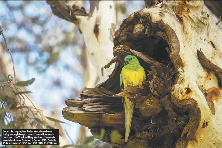  ??  ?? Local photograph­er Peter Woodward was lucky enough to spot one of our wilder residents on the Tracker Riley Walk on the western side of river. Shot on a Canon 450. Details: f5.6, exposure 1/250 sec, ISO 800, 18-250mm.