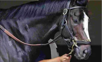  ?? BARBARA D. LIVINGSTON ?? Honor Code, by A.P. Indy, is among four first-crop sires representi­ng Lane’s End Farm at the Fasig-Tipton Saratoga yearling sale.