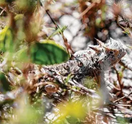  ?? Getty Images/istockphot­o ?? A Texas horned lizard appears among the brush in the Lower Rio Grande Valley National Wildlife Refuge west of Harlingen.