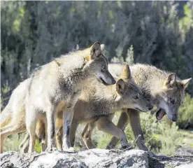  ?? CARLOS CASTRO (EUROPA PRESS) ?? Varios lobos en un bosque de España.