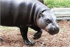  ??  ?? Kamina the Pygmy Hippopotam­us recently arrived at the zoo, aged 18 months, from Sydney.