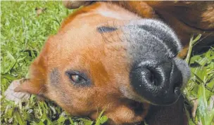  ??  ?? GONE: Hinchinbro­ok farmer David Robino ( below) is sure his kelpie cross Benji ( above) has been taken by a crocodile.