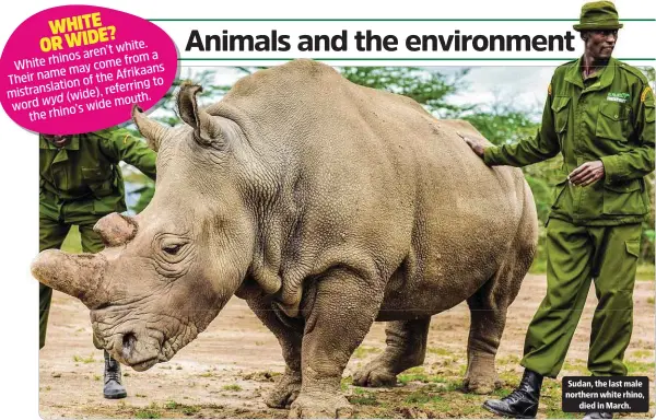  ??  ?? Sudan, the last male northern white rhino,
died in March.