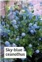  ??  ?? Sky-blue ceanothus